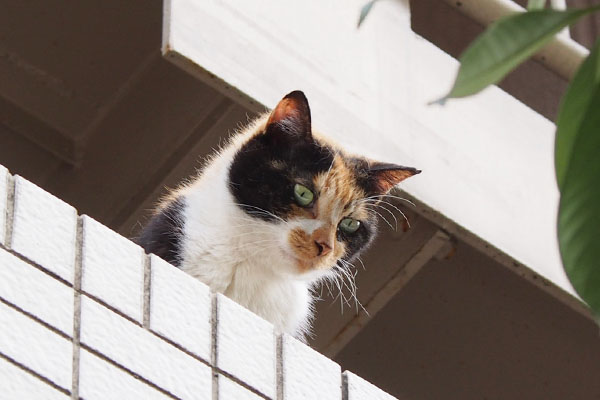 正面向かいを確認　リコ