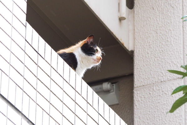 ゲイのおじちゃまの部屋　リコ