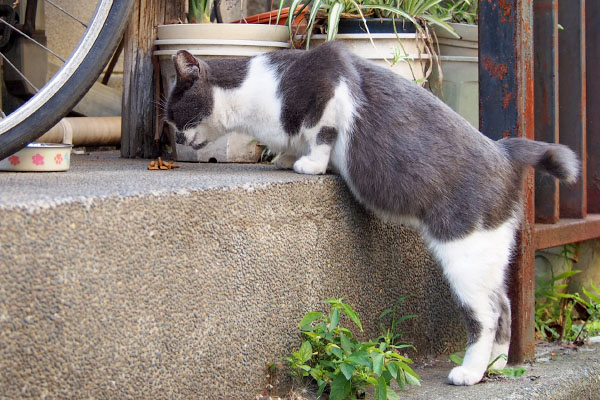 ちびにゃん　立ち食い１