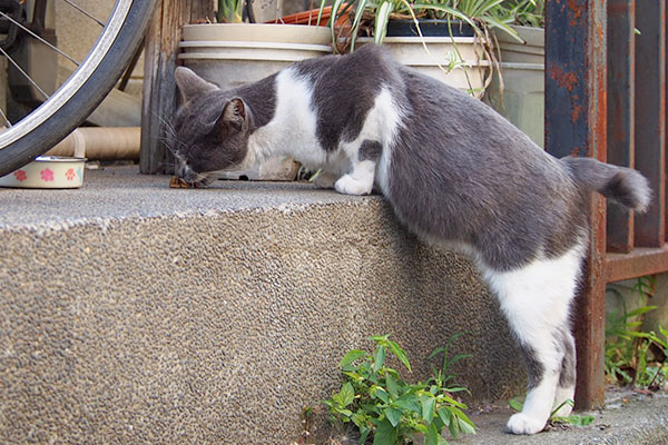 ちびにゃん　立ち食い2