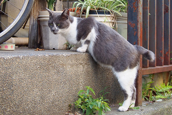 ちびにゃん　立ち食い3