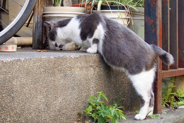 ちびにゃん　立ち食い４