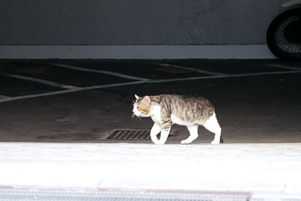 マンションの地下駐車場を潜り抜けるキックス