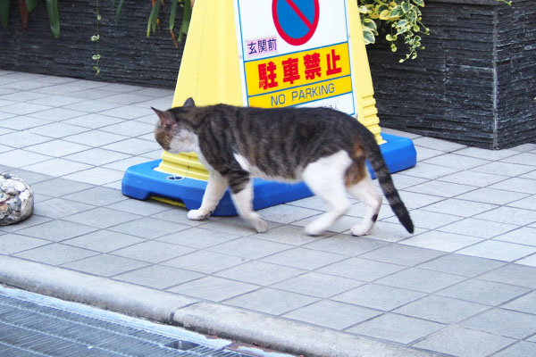 駐車禁止にゃった　キックス