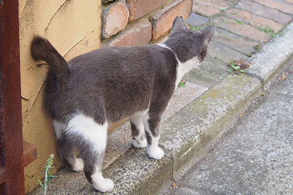 がんばってにゃ　ちびにゃん