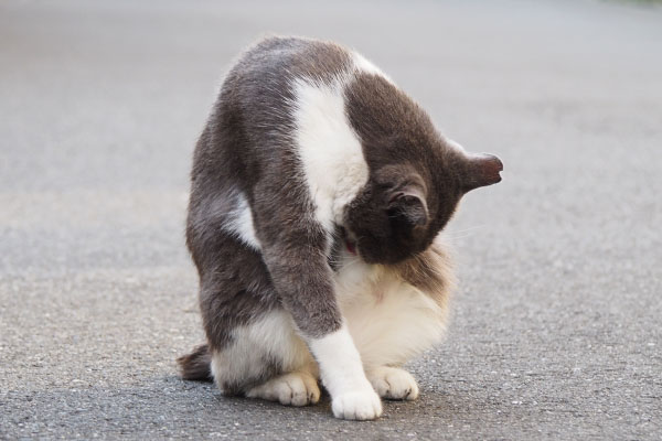 道路の真ん中でお腹舐める　ちびにゃん