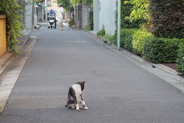 おばあちゃんが来るよ　ちびにゃん