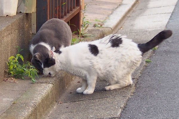 食べる　坊とちびにゃん１