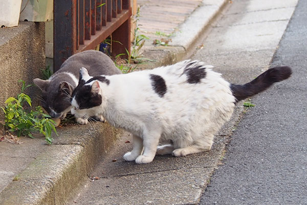 食べる　坊とちびにゃん２