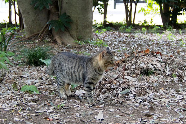 出て来たトッキー