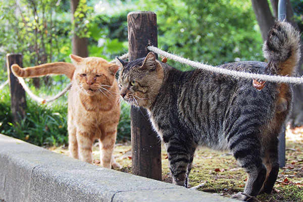 遠く見る　コルレとトッキー