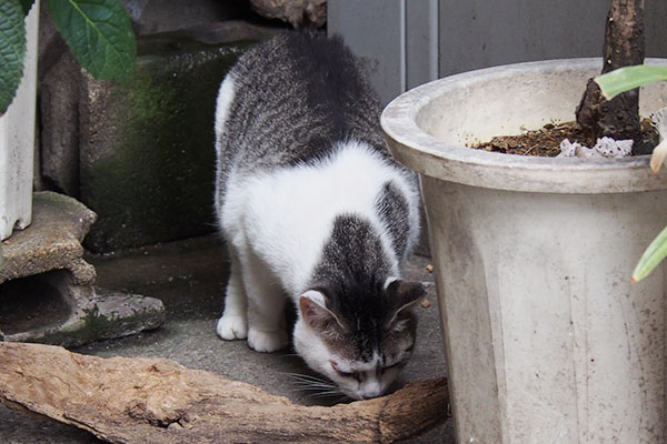 食べる　ケイ