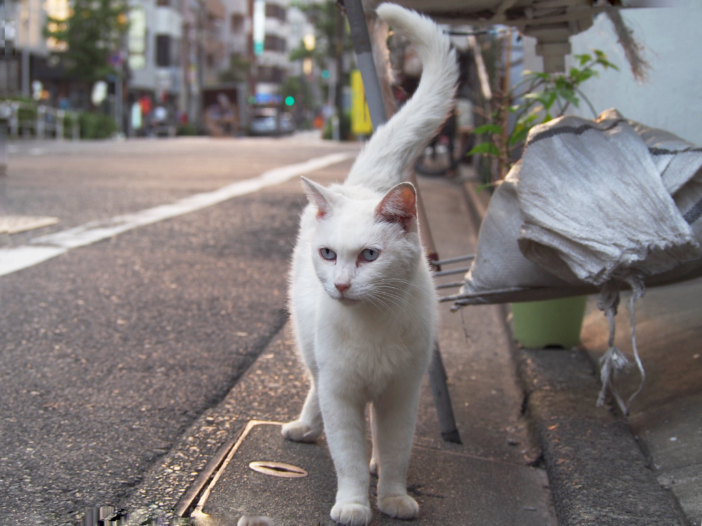 riri stand with tail up