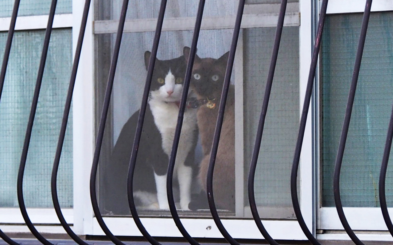 two beautiful cats household cats