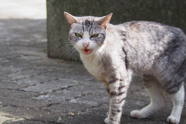 動きながらも泣き続けるトワ