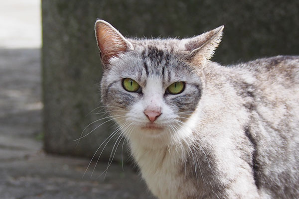 トワ　お顔正面