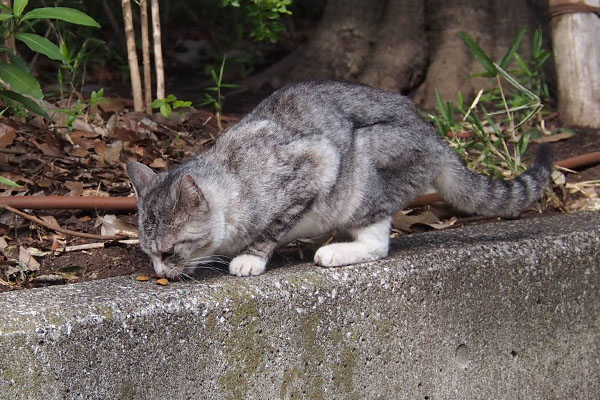 お食事中　トワ