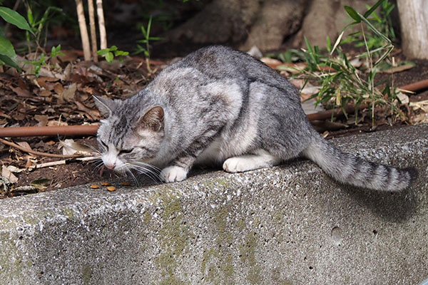 ゆっくり食べる　トワ