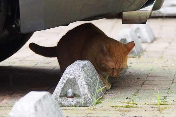 ここにあるかな　ポー