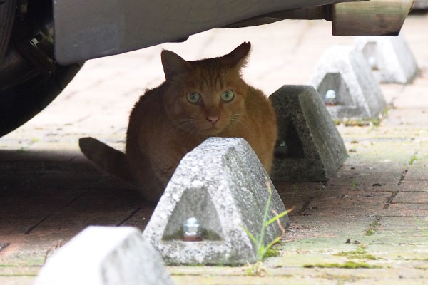 遠く見る　ポー