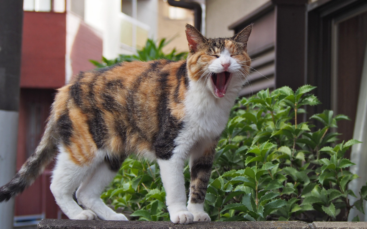 ニャー　オトワ