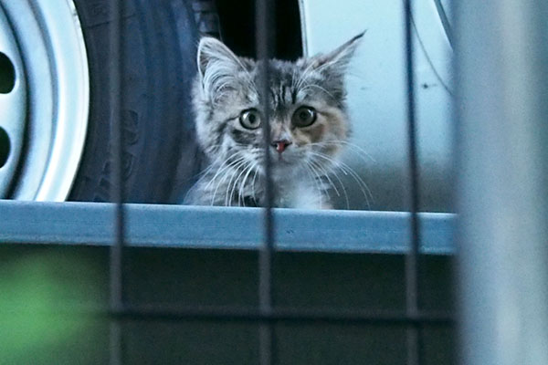 チョイアップ　ふわふわ仔猫　横から