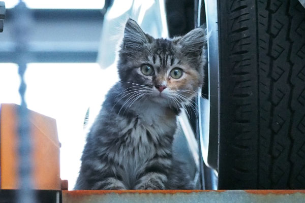 長毛の三毛猫ちゃんらしい　仔猫