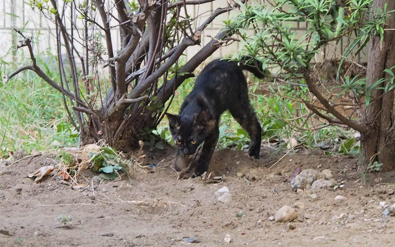 tortie kitten digging the groundサビ仔猫　土を掛ける