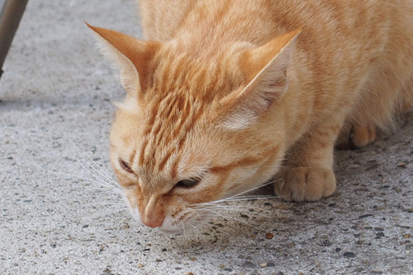 鼻シワ　食べるソラちゃん