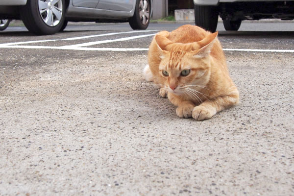 興味を持つ　ソラちゃん