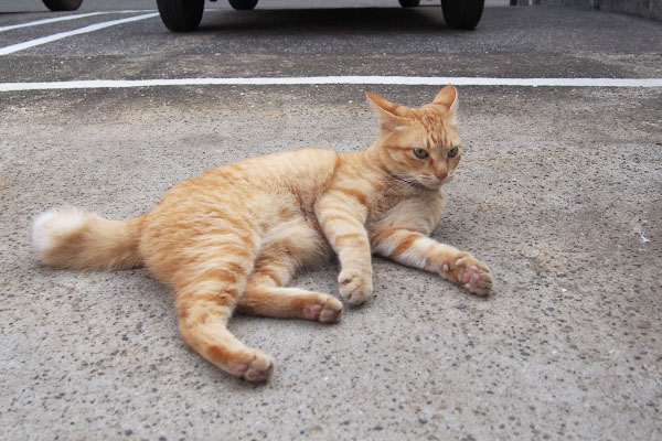 イカ耳　横になるソラちゃん