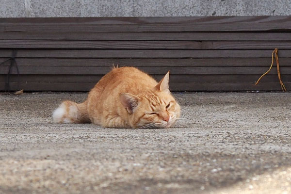 地面にスリスリ　ソラ