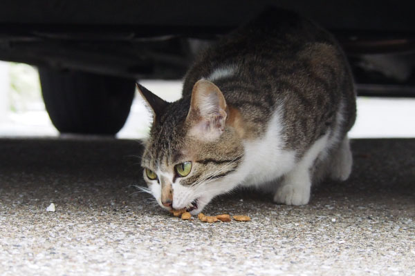 食べるさくら