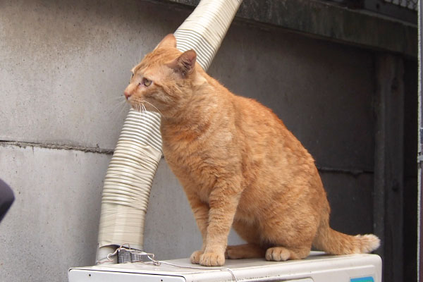 移動して室外機の上　ジン