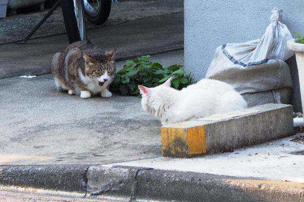 ぺろぺろサーヤとイカ耳リリ