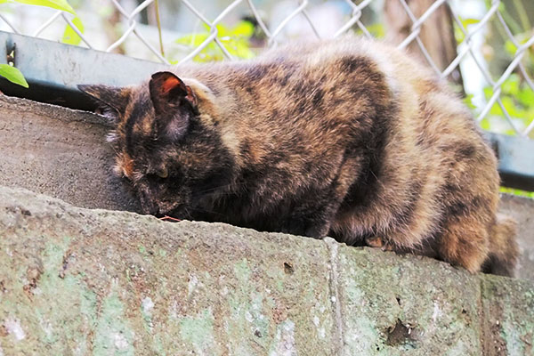 とにかく食べるにゃ　クロテ