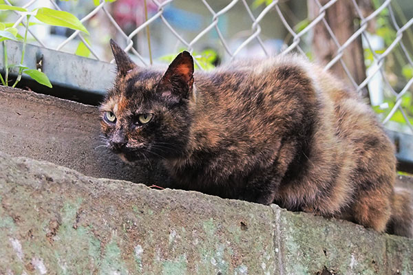 来るにゃね　クロテメがコワイ