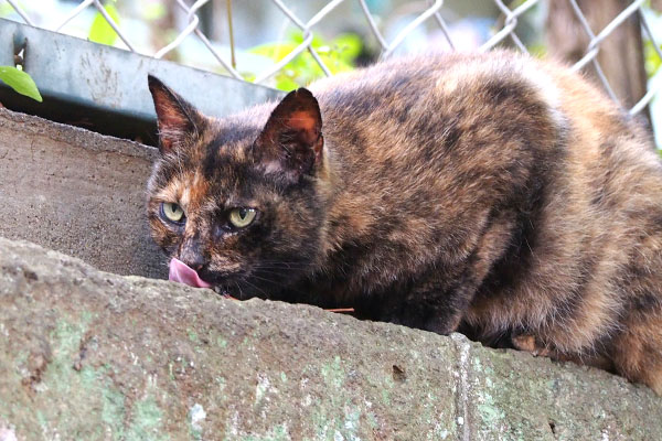 ぺろんしながらも視線は雫へ　クロテ