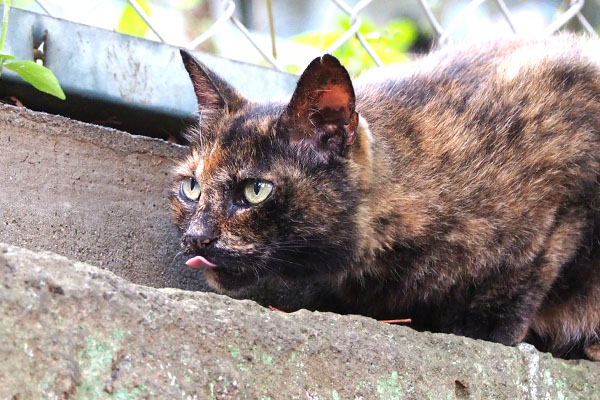 雫が塀の上に　クロテ逃げる寸前