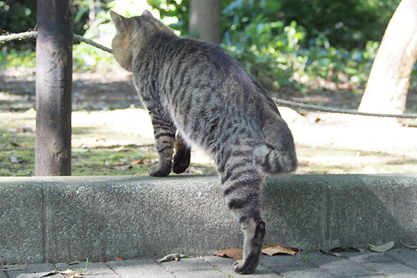 コルレが気になる　トッキー