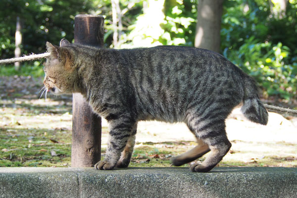 あまり目を合わせないトッキー