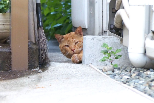 寝ていたらしい　ジン