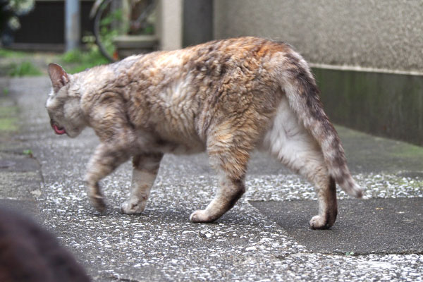 歩く銀