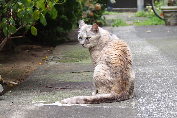 アカシを見続ける銀