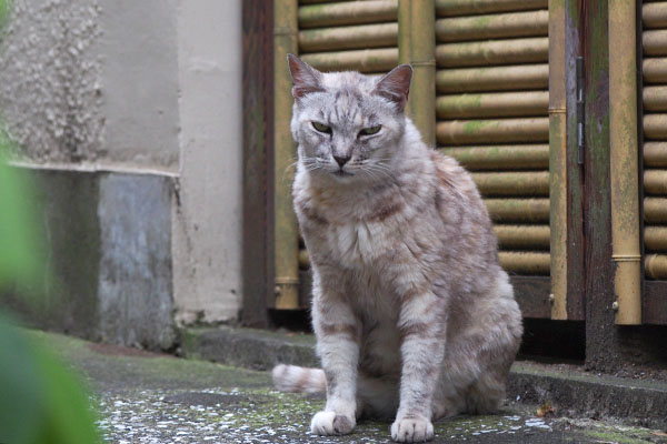 銀　お座り