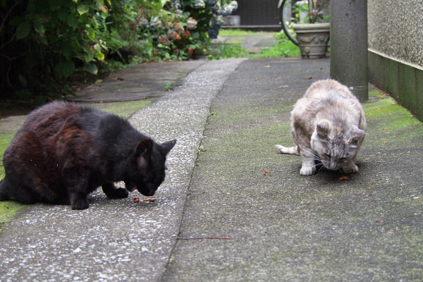 近くで一緒に食べる銀とアカシ