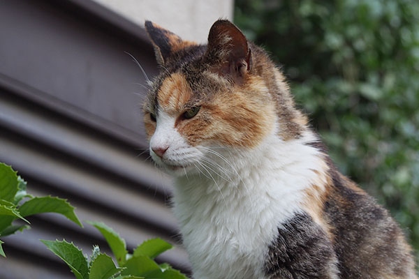 神妙な顔で待つ　オトワ