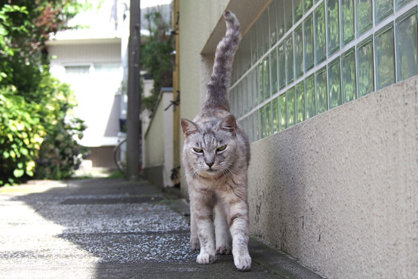 ３　目いっぱいしっぽを立てる銀