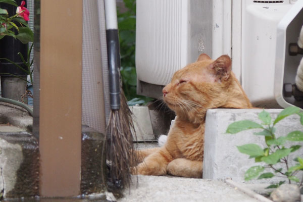 花でも見て時間を潰すにゃ　ジン