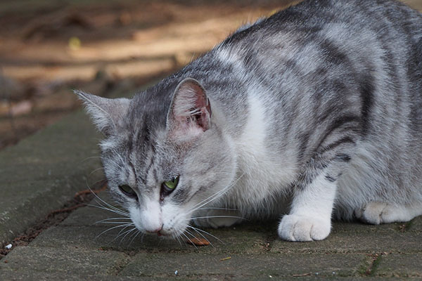 食べながらチラ見するクロム